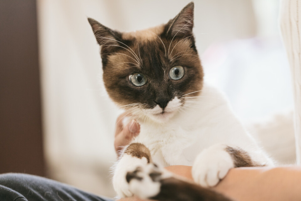 これからの目標はなんですか？