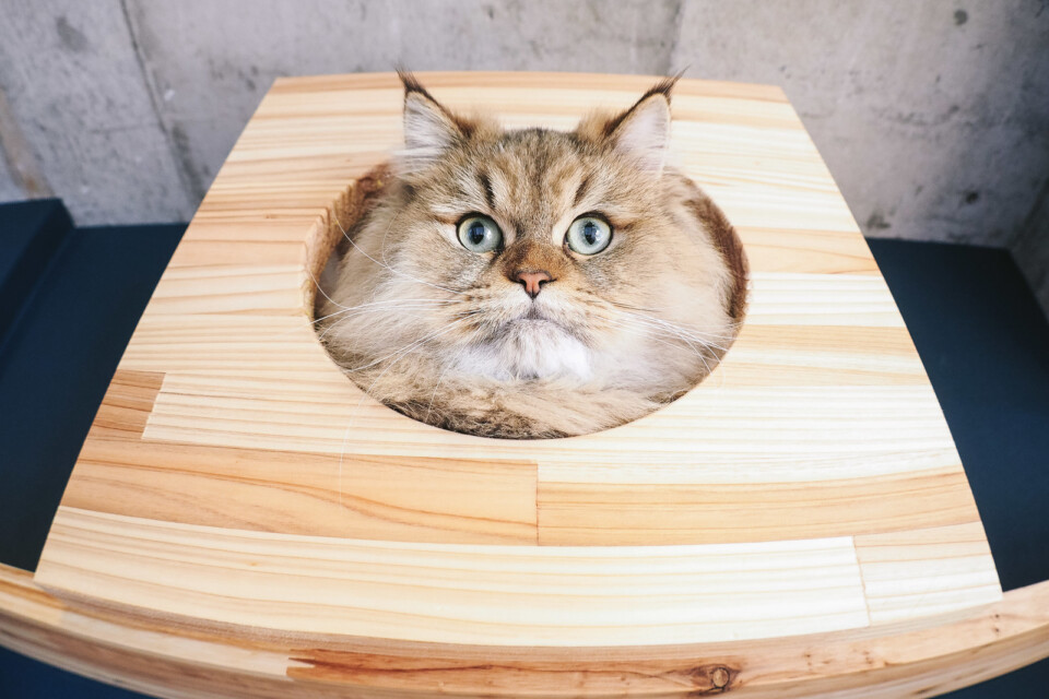 作業療法士を目指したきっかけは？